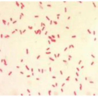 Gambar 2.4 Bakteri Eschericia coli (Mahon C et al., 2015)  Klasifikasi Escherichia Coli Menurut Hardjoeno (2007) 