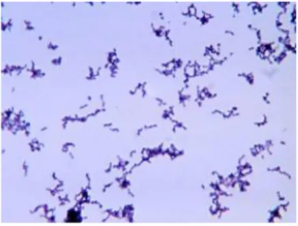 Gambar 2.5 Propionibacterium acnes (Jawetz et al., 2013)  Klasifikasi Propionibacterium acnes adalah sebagai berikut (Jawetz et al.,  2013):   Kingdom  : Bacteria   Phylum  : Actinobacteria   Class  : Actinobacteridae   Ordo  : Actinomycetales   Family  : 