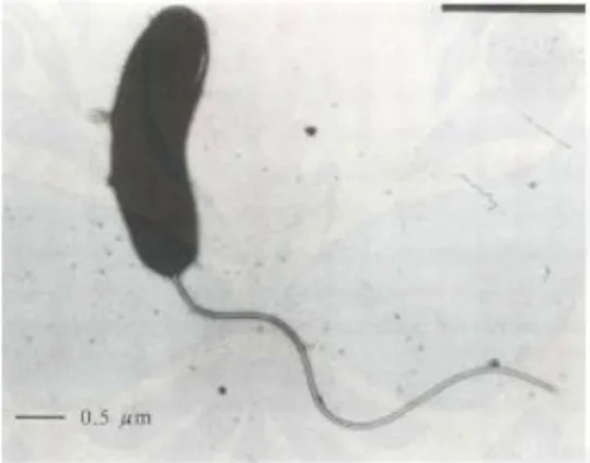 Gambar 2.7. Bakteri Vibrio cholera (Efendy, 2018). 