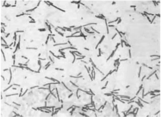 Gambar 2.8. Bacillus Subtilis (Cartwright, 2009) 