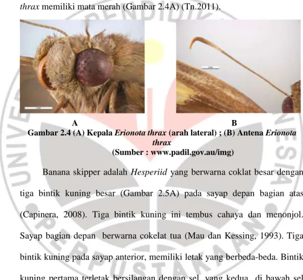 Gambar 2.4 (A) Kepala Erionota thrax (arah lateral) ; (B) Antena Erionota  thrax 