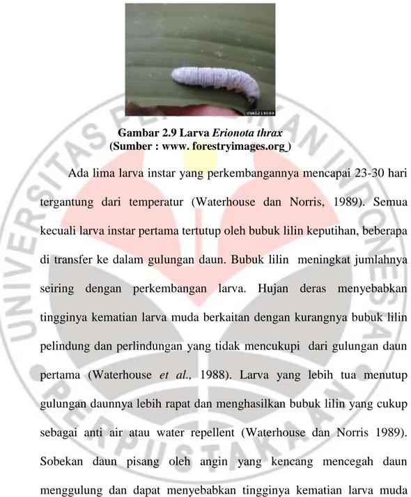 Gambar 2.9 Larva Erionota thrax  (Sumber : www. forestryimages.org ) 