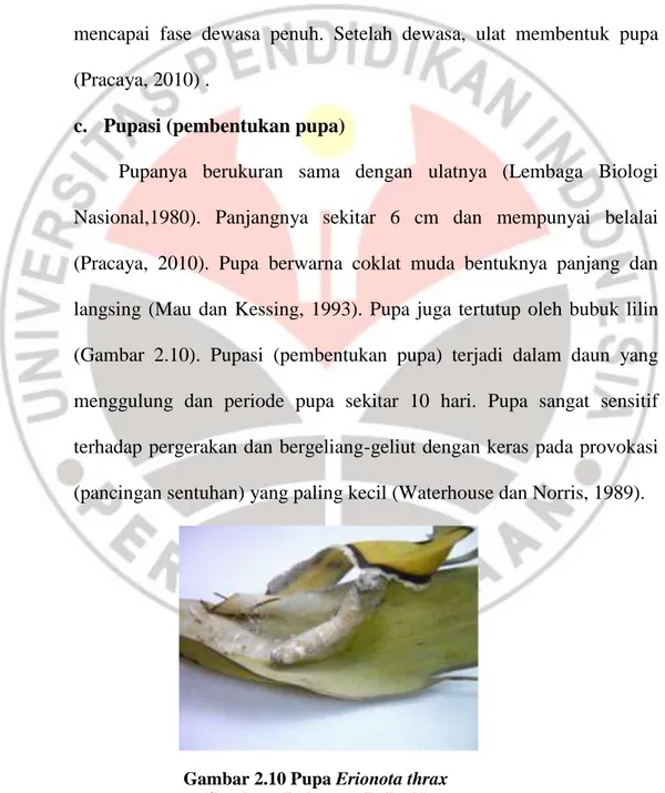 Gambar 2.10 Pupa Erionota thrax       (Sumber : Dokumen Pribadi) 