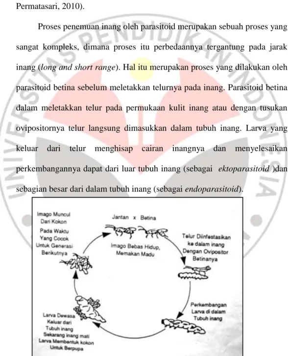 Gambar 2.2 Siklus Hidup Parasitoid          (Sumber : Pedigo, 1989 dalam Jumar, 2000)