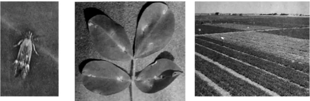 Gambar 10. Hama pengorok daun Aproerema modicela, gejala seranag pada daun dan  serangan di lapang dalam uji varietas (Sumber: R