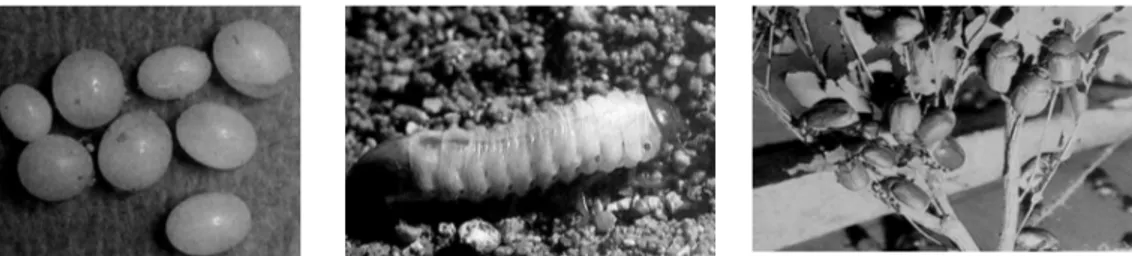 Gambar 12. Telur, larva dan imago hama lundi Holotrichia spp. (Sumber: R. Rao GV  