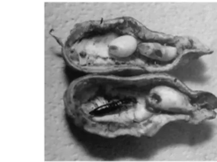 Gambar 13. Telur, imago, dan gejala serangan Anisolobis annulipes hama   pada polong kacang tanah (Sumber: R