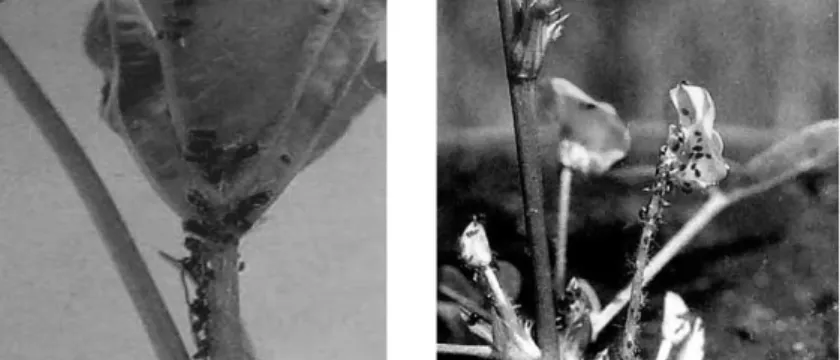 Gambar 1. Populasi Aphis craccivora pada daun dan bunga   tanaman kacang tanah (Sumber: R
