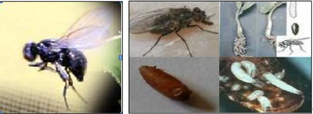 Gambar 2. Imago, larva, pupa dan gejala serangan 