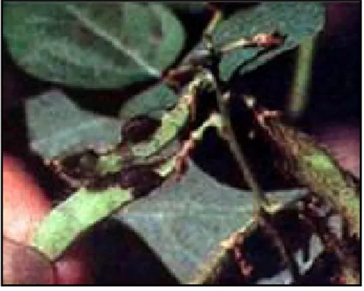 Gambar 5. Gejala serangan kumbang daun kedelai 