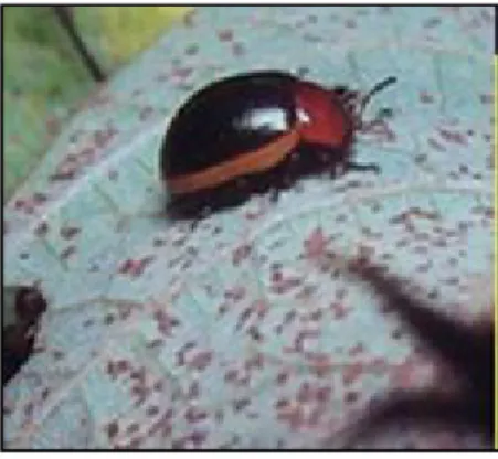 Gambar 6. Imago kumbang daun kedelai (Phaedonia inclusa) 