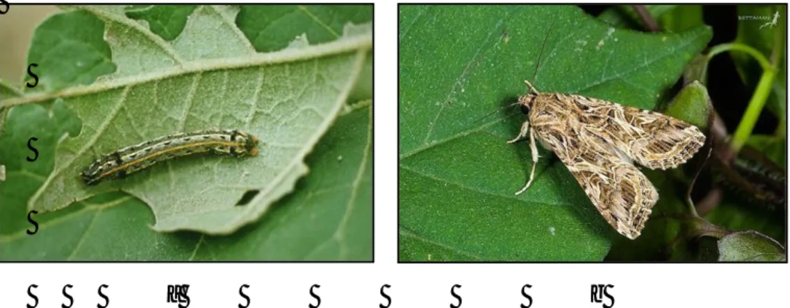 Gambar 8. a. Trichogramma sedang menyuntikkan telur ke dalam telur hama,  b. Parasitoid keluar dari telur hama 