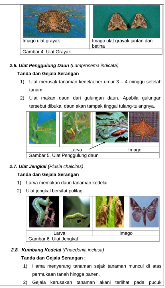 Gambar 4. Ulat Grayak 