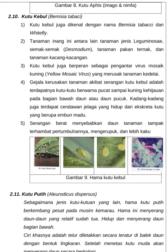 Gambar 8. Kutu Aphis (imago &amp; nimfa)  2.10.  Kutu Kebul (Bemisia tabaci) 