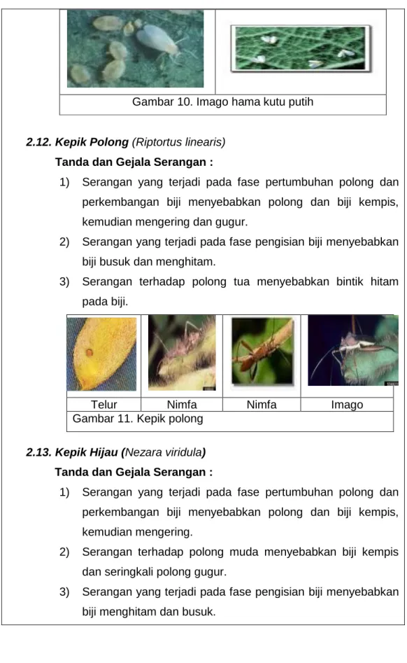 Gambar 10. Imago hama kutu putih            