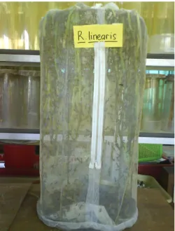 Gambar 3. Sangkar tempat pembiakan R. linearis