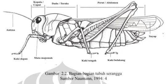 Gambar  2.2. Bagian-bagian tubuh serangga  Sumber Naumann, 1994: 4 