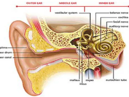 Gambar 1. Anatomi telinga.(Ismail,2008) 