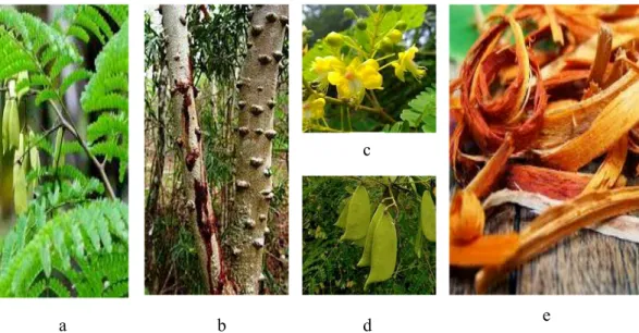 Gambar 1. Bagian-bagian tanaman secang, a) daun, b) batang, c) bunga, d) buah           dan e) kulit kayu (Sari dan Suhar tati, 2016)