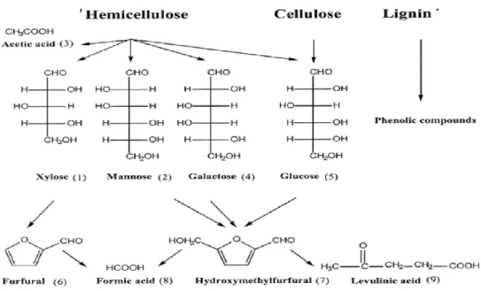 Gambar  3.    Produk  samping  hasil  degradasi  lanjut  monosakarida  dari  proses      hidrolisis    secara asam (Palmquist and Hahn-Hagerdal, 2000) 