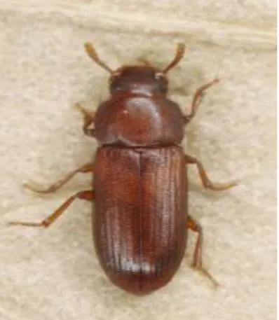 Gambar 1    Imago T.  castaneum 