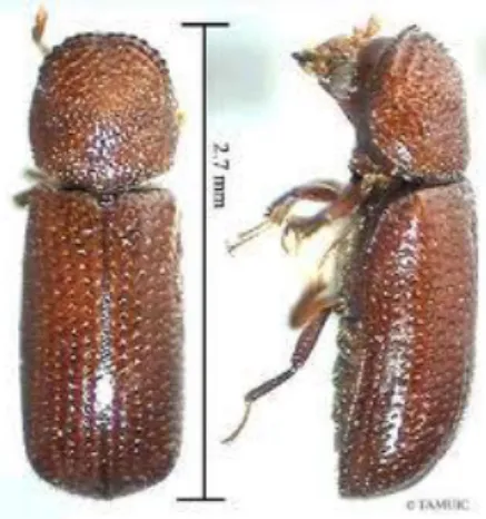 Gambar 2  Imago R. dominica 