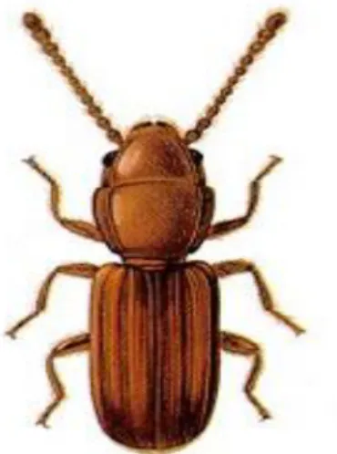 Gambar 3    Imago Cryptolestes spp. 