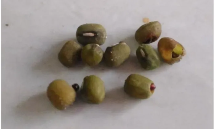 Gambar 1. Gejala Serangan Hama Tribolium sp. pada benih kacang hijau  Menurut  Mallis  (2004)  mengatakan  bahwa    biji-bijian  yang  terserang,  terutama beras akan menjadi berlubang- lubang kecil-kecil sehingga mempercepat  hancurnya  bijian  tersebut  