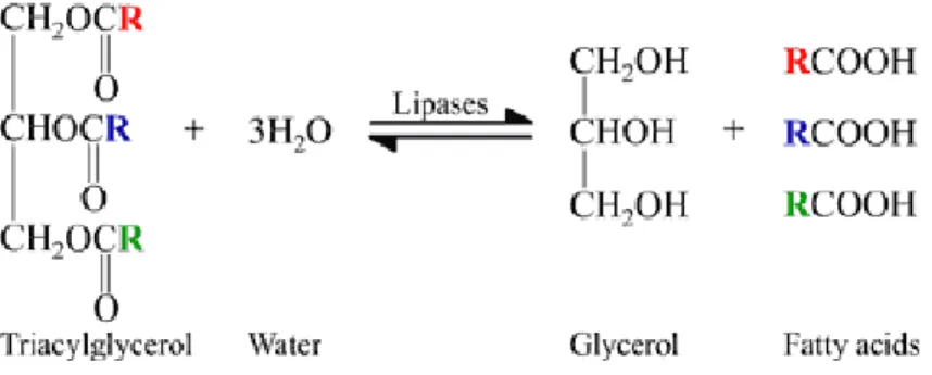 Gambar 2. Mekanisme hidrolisis lemak menjadi asam lemak dan gliserol (anonim a , 2010) 