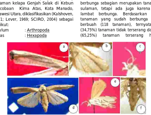Gambar 1. Imago  :  (a)  sayap  depan,  (b)  sayap  belakang,  (c)  bagian  kepala,  (d)  tampak bagian dorsal, (e) tampak bagian lateral, dan (f) bagian abdomen.