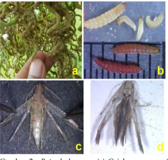 Figure 1.  The development of Batrachedra sp.  attack on  two arecanut accessions. 