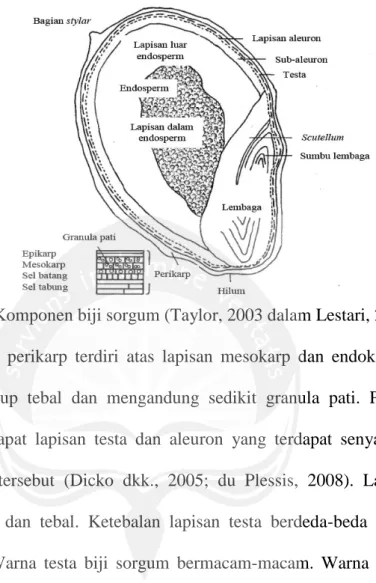 Gambar 1. Komponen biji sorgum (Taylor, 2003 dalam Lestari, 2010)  Bagian  perikarp  terdiri  atas  lapisan  mesokarp  dan  endokarp