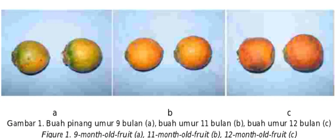 Gambar 1. Buah pinang umur 9 bulan (a), buah umur 11 bulan (b), buah umur 12 bulan (c)