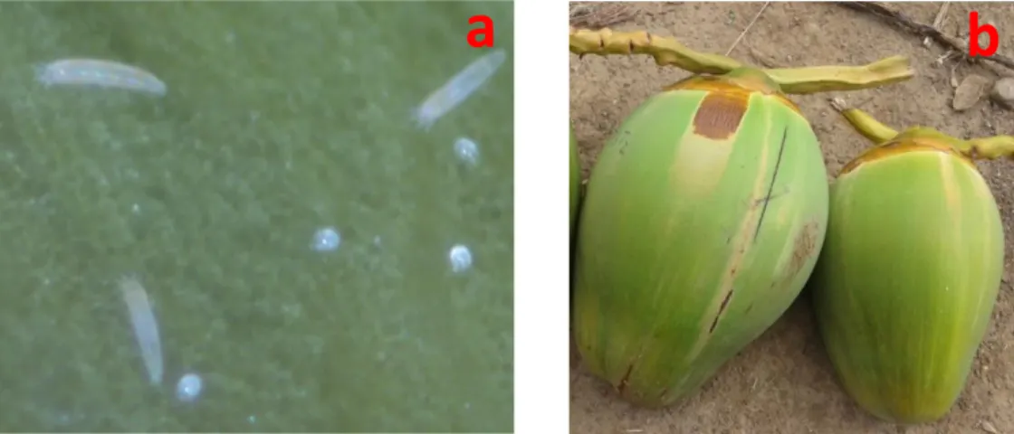 Gambar 1. Imago dan telur A. querreronis (a) Gejala serangan A. querreronis (b) 