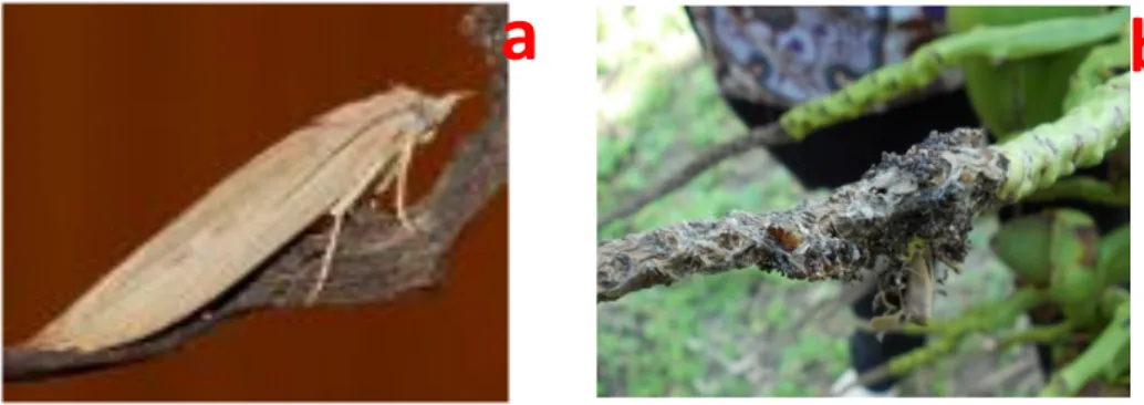 Gambar 2. Imago Tirathaba sp (a) Larva dan serangan Tirathaba sp (b) 