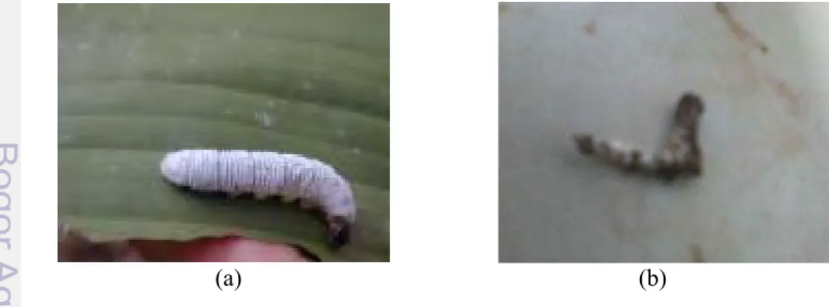 Gambar 3 (a) Larva E. thrax yang sehat; (b) Larva E. thrax yang terparasit  