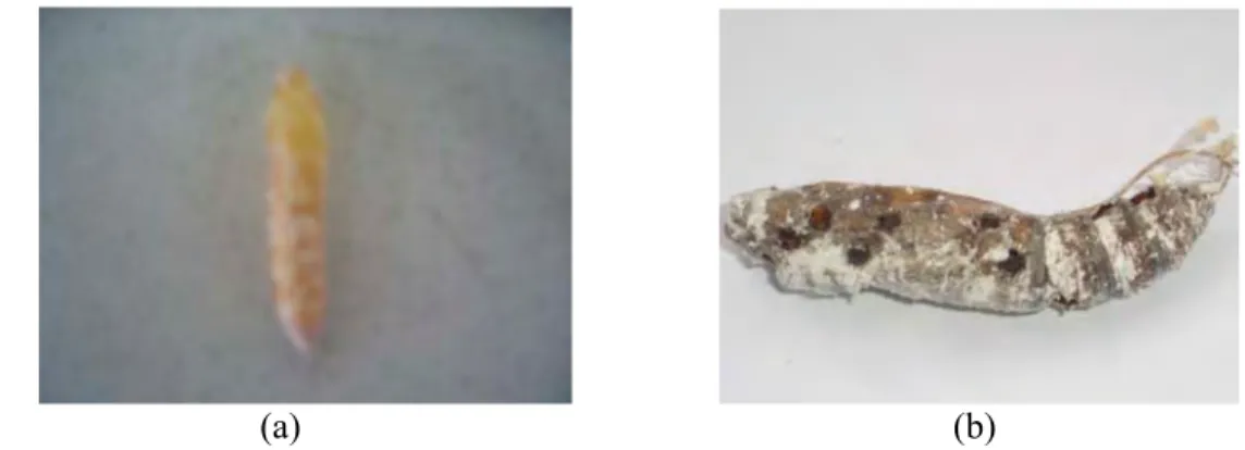 Gambar 4 (a) Pupa E. thrax yang sehat; (b) Pupa E. thrax yang terparasit.  