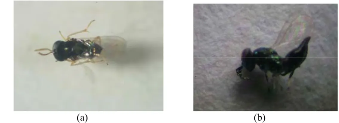 Gambar 9 Parasitoid telur E. thrax (a, Famili Encyrtidae; b, Famili Eulophidae).  