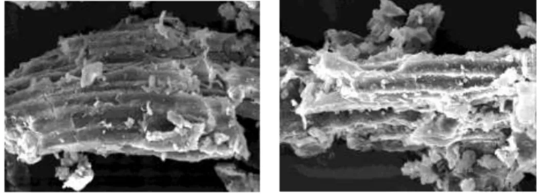 Gambar 5. Struktur serat kulit kopi asal Banyuwangi secara mikroskopis  menggunakan SEM dengan variasi pengecilan ukuran: 60 mesh (a) dan 80 mesh (b) 