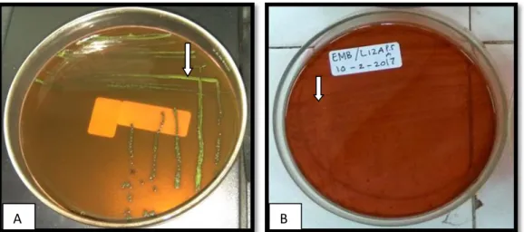 Gambar 3. (A) Koloni yang terdapat E.coli, (B) Koloni yang tidak terdapat E. coli 