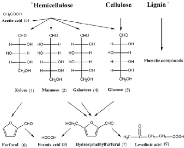 Gambar 2.  Monosakarida dan produk lain hasil hidrolisis asam terhadap selulosa, hemiselulosa  dan lignin   (Palmquist and Hahn-Hagerdal, 2000) 