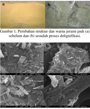Gambar 1. Perubahan struktur dan warna jerami padi (a)  sebelum dan (b) sesudah proses delignifikasi