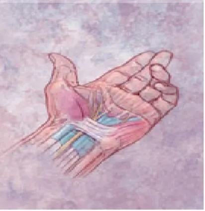 Gambar 2.4 Syaraf Yang Terpengaruh Akibat  CTS  Sumber : www.conectique.com/tips_solution healt/../article.php 