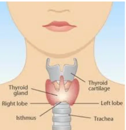 Gambar 2.1 Anatomi Tiroid  (www.google.com) 