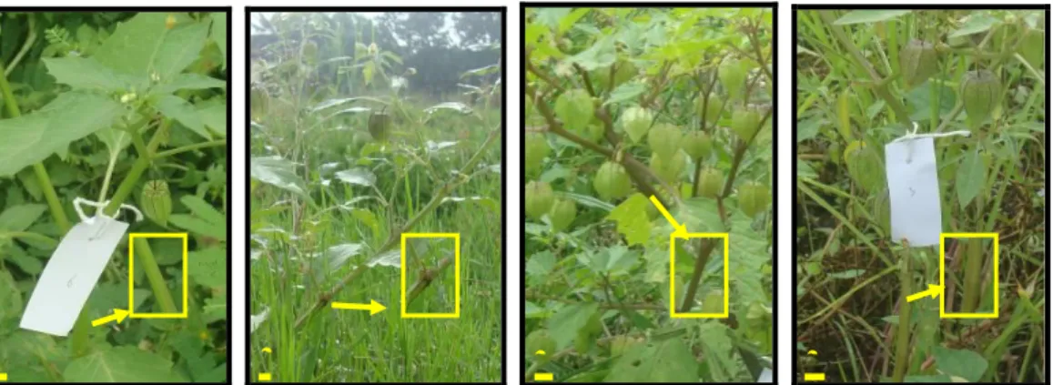 Gambar 2.  Perbedaan warna batang ciplukan di wilayah eks-karesidenan Surakarta: (a) Hijau; (b) Hijau  keunguan; (c) Ungu; (d) Coklat 