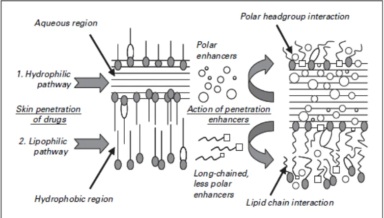 Gambar 2.3 Jalur hidrofilik dan lipofilik dari penetrasi obat dan mekanisme aksi peningkat penetrasi (Enhancer) 