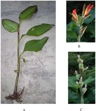 Gambar 1. Morfologi ganyong hasil pengamatan: (A)  habitus; (B) bunga; (C) buah .telah diamati