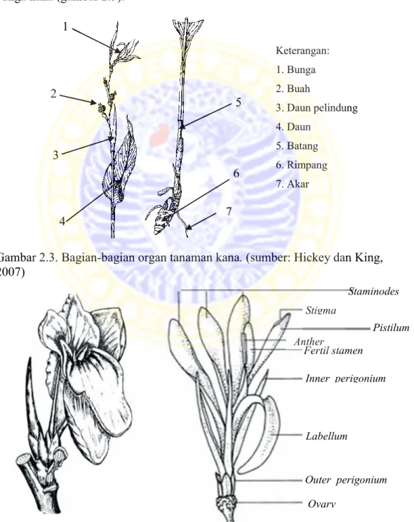 Gambar 2.3. Bagian-bagian organ tanaman kana. (sumber: Hickey dan King,  2007)  7  Keterangan: 1