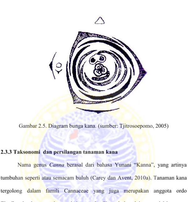 Gambar 2.5. Diagram bunga kana. (sumber: Tjitrosoepomo, 2005) 