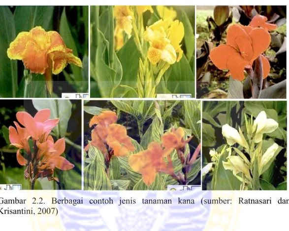 Gambar  2.2.  Berbagai  contoh  jenis  tanaman  kana  (sumber:  Ratnasari  dan  Krisantini, 2007) 